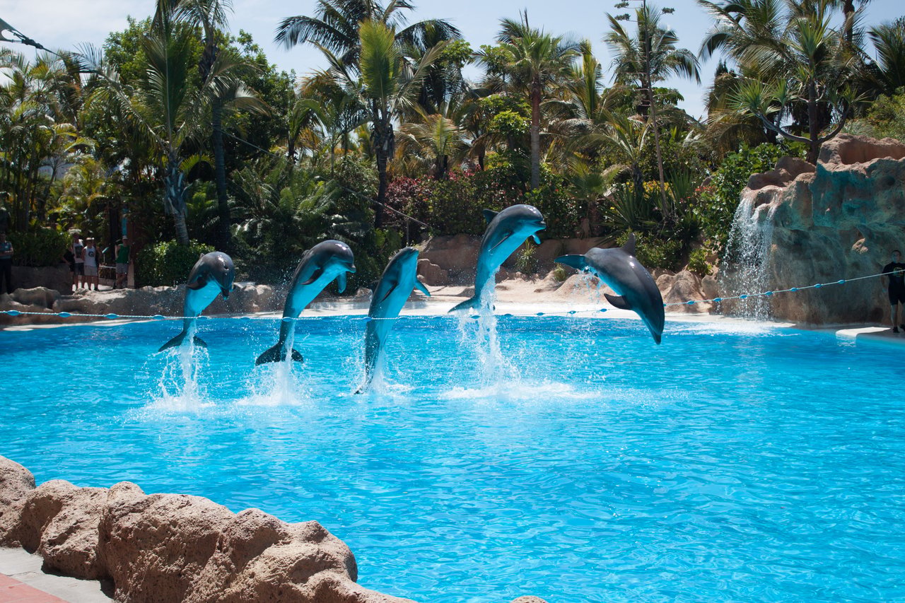 Five dolphins perform synchronized jumps in a bright blue pool.