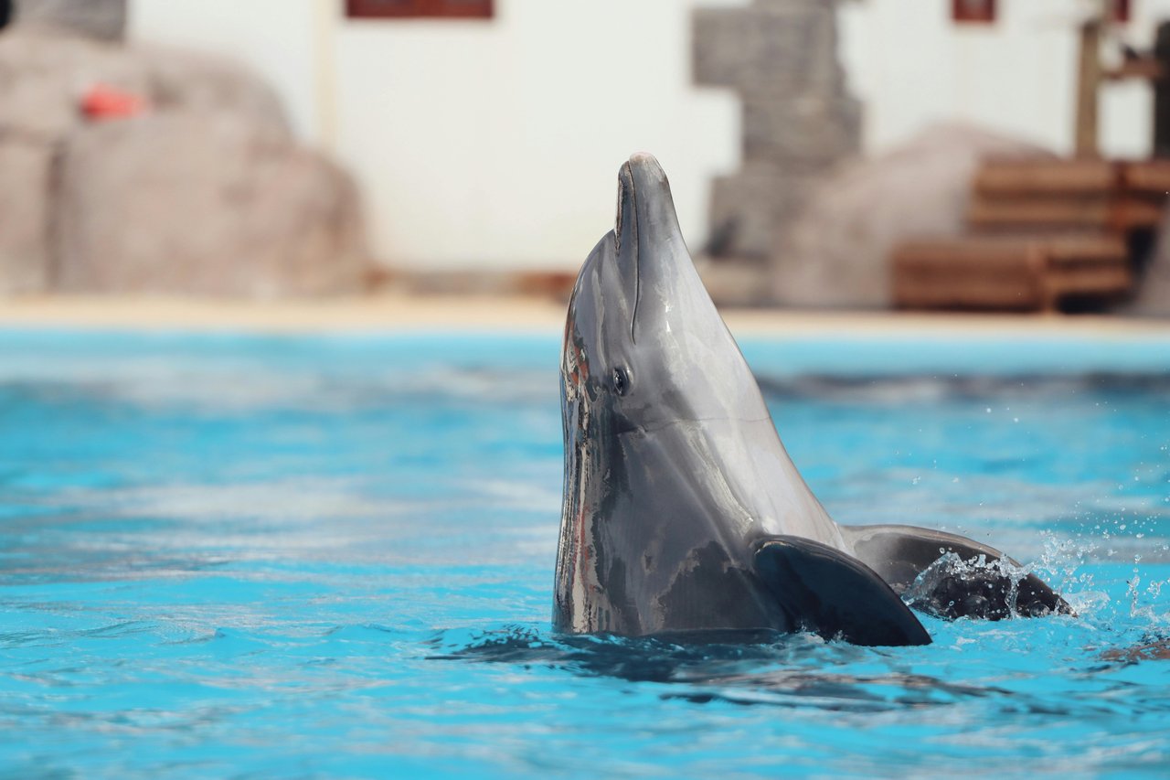 A captive dolphin performing at a show