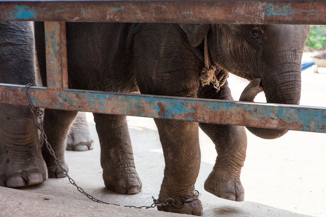 A chained Asian elephant looks from behind a fence.