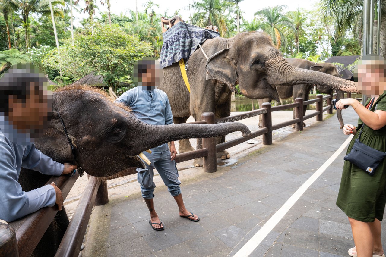Tourists are photographing elephants behind a fence. The elephant is holding its trunk out, trying to reach for the people taking photographs.