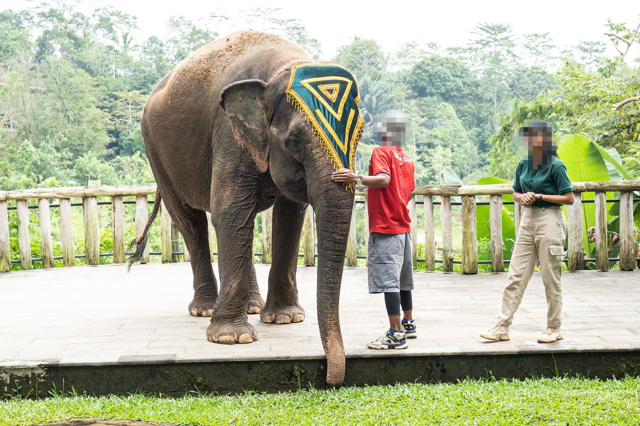 Captive elephant dressed in decorations. There are two people standing next to the elephants.