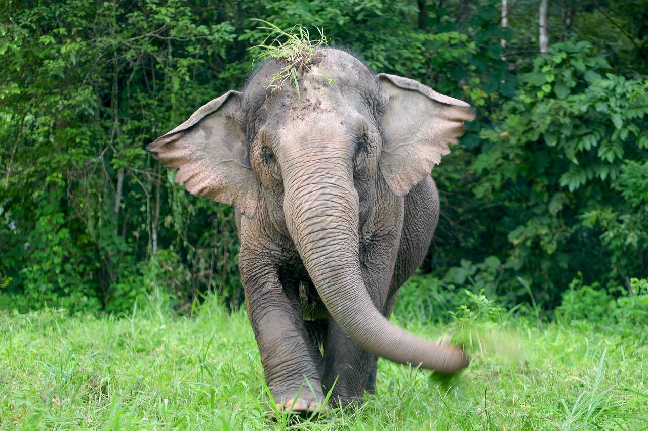 The image shows an elephant walking toward the camera in a lush green forest. The elephant is flicking its trunk, and a clump of grass is on its head.