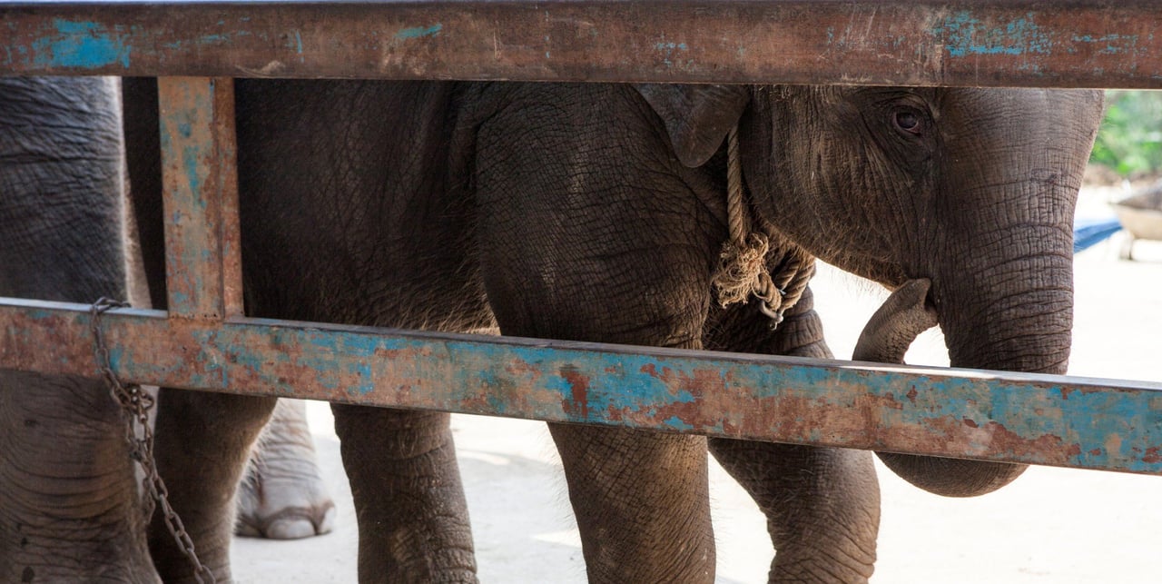 An elephant chained up behind a gate