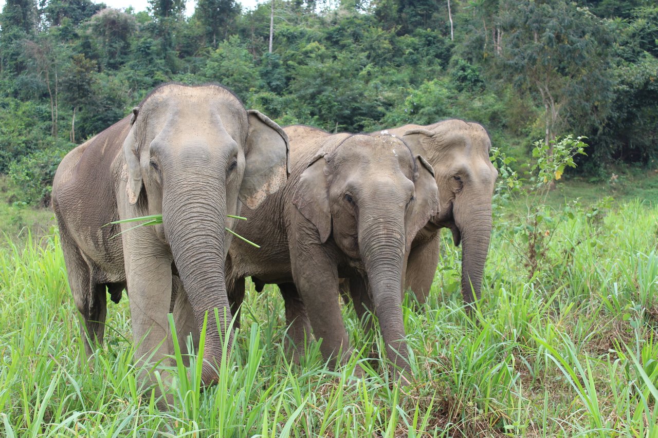Three elephants at an elephant-friendly venue where they are allowed to roam and are only observed by tourists from afar