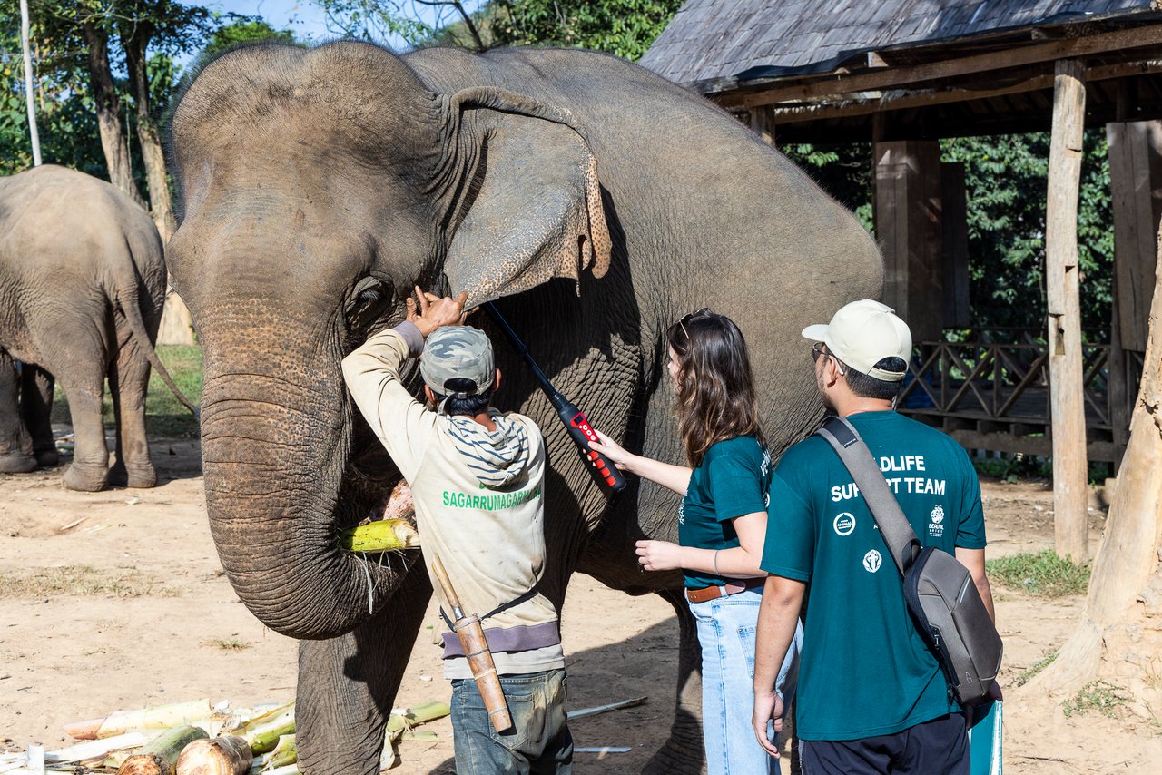 A team of veterinarians examining an elephant