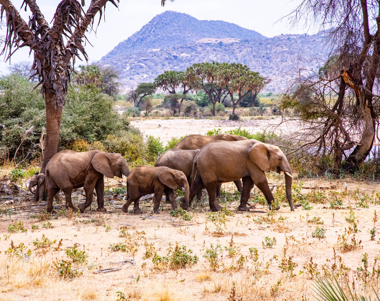 A herd of elephants walking in a grassy, mountainous savannah landscape
