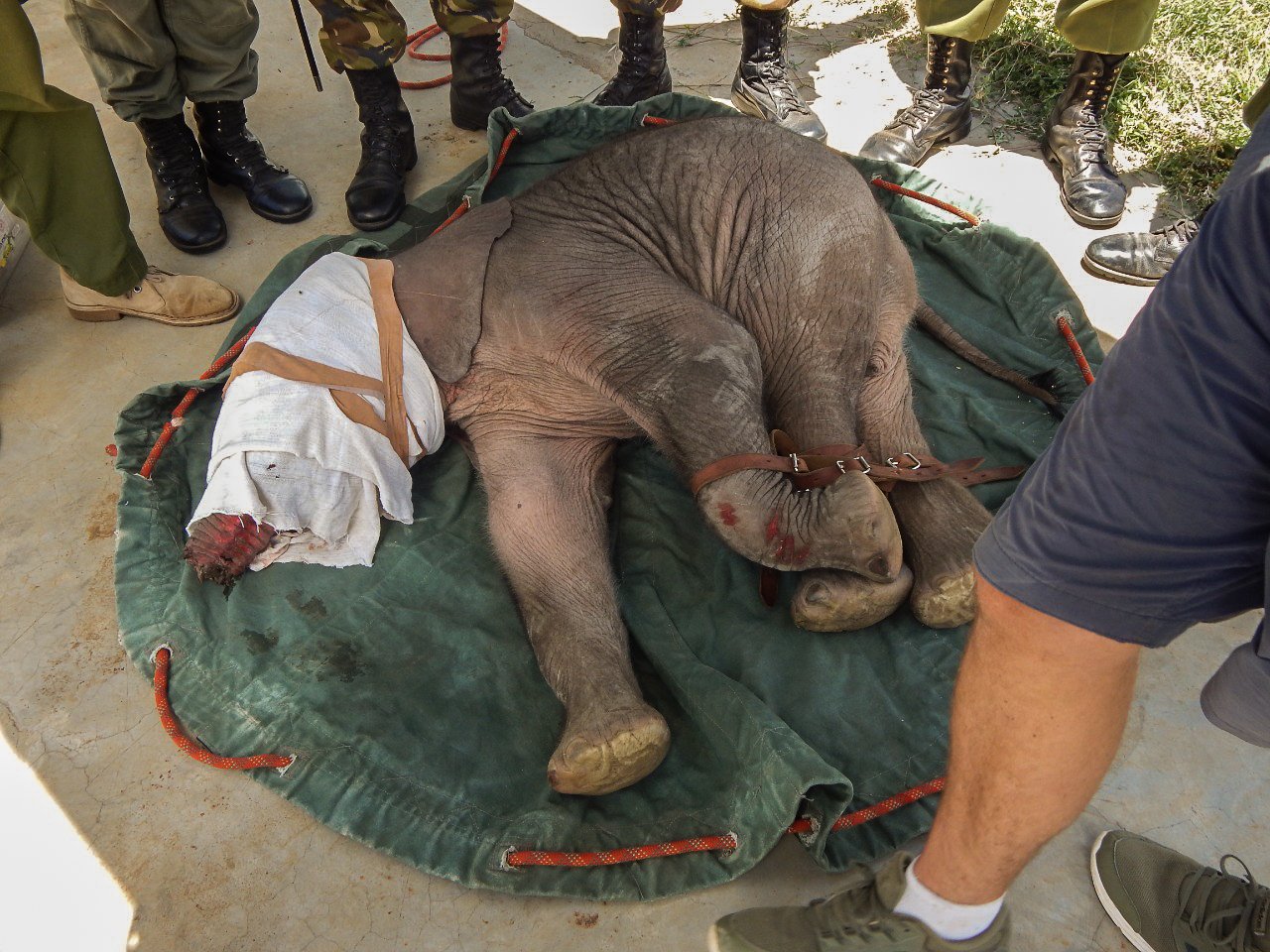 An injured baby elephant laying on a green blanket. It has a white towel wrapped around its head and is surrounded by caregivers