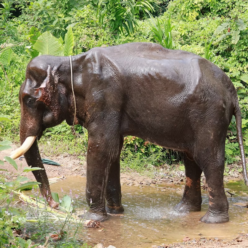 An elephant is cooling off in a stream or river