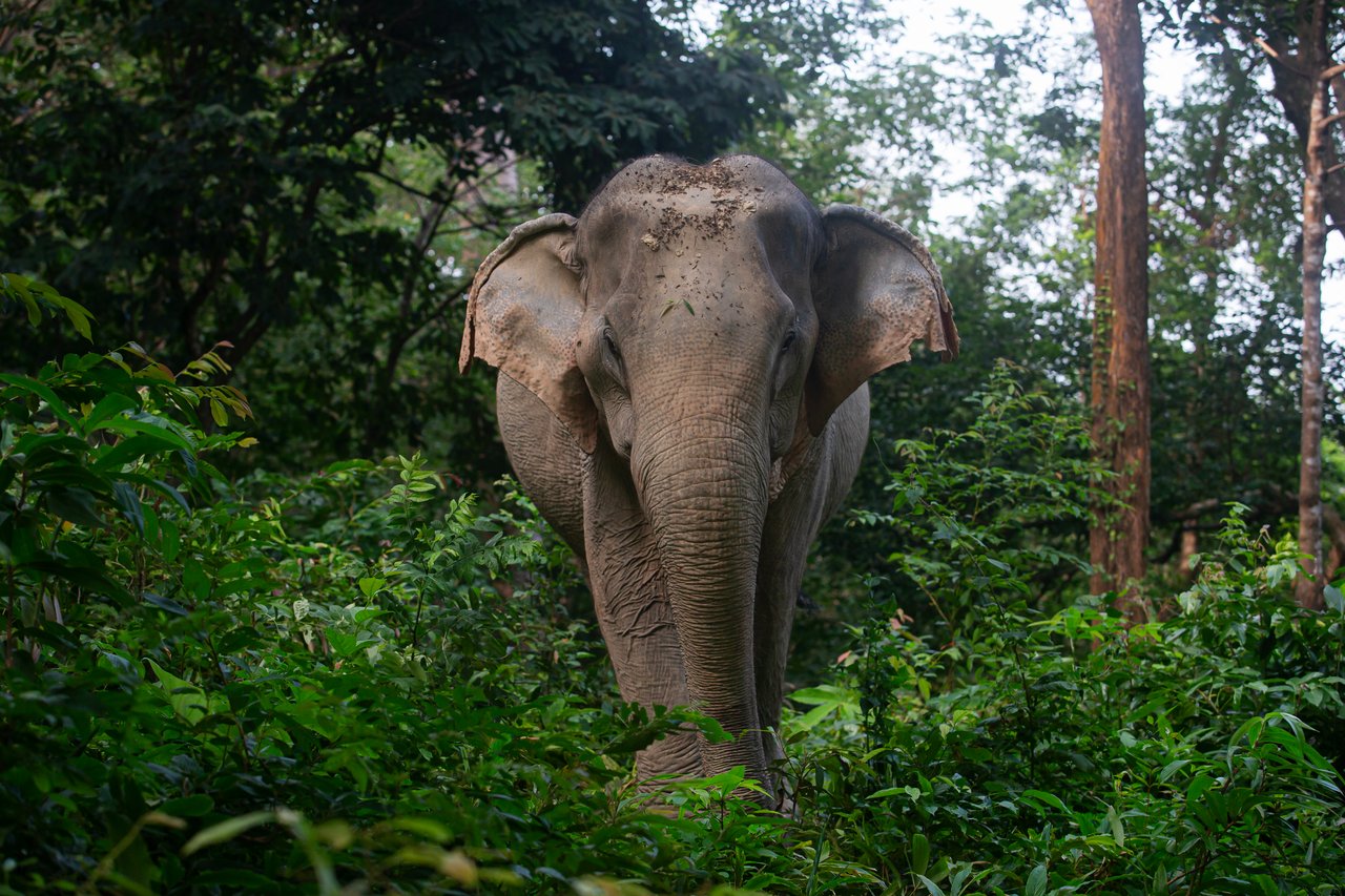 A solitary elephant moving through a lush woodland, with sunlight filtering through the leaves above.