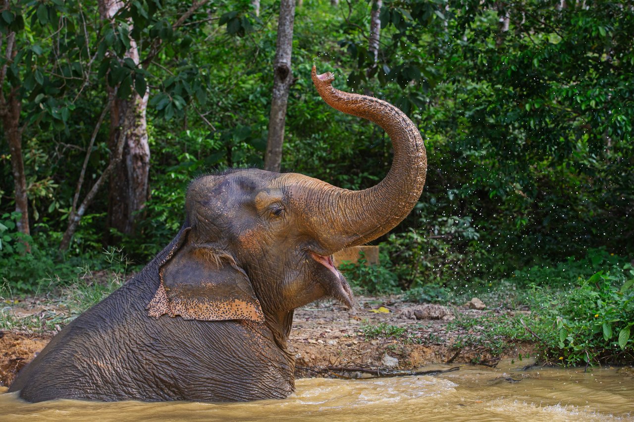 A large elephant enjoying a bath in the water, with its trunk raised.