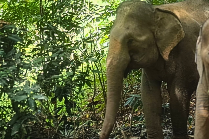 Thang Mo elephant Following Giants