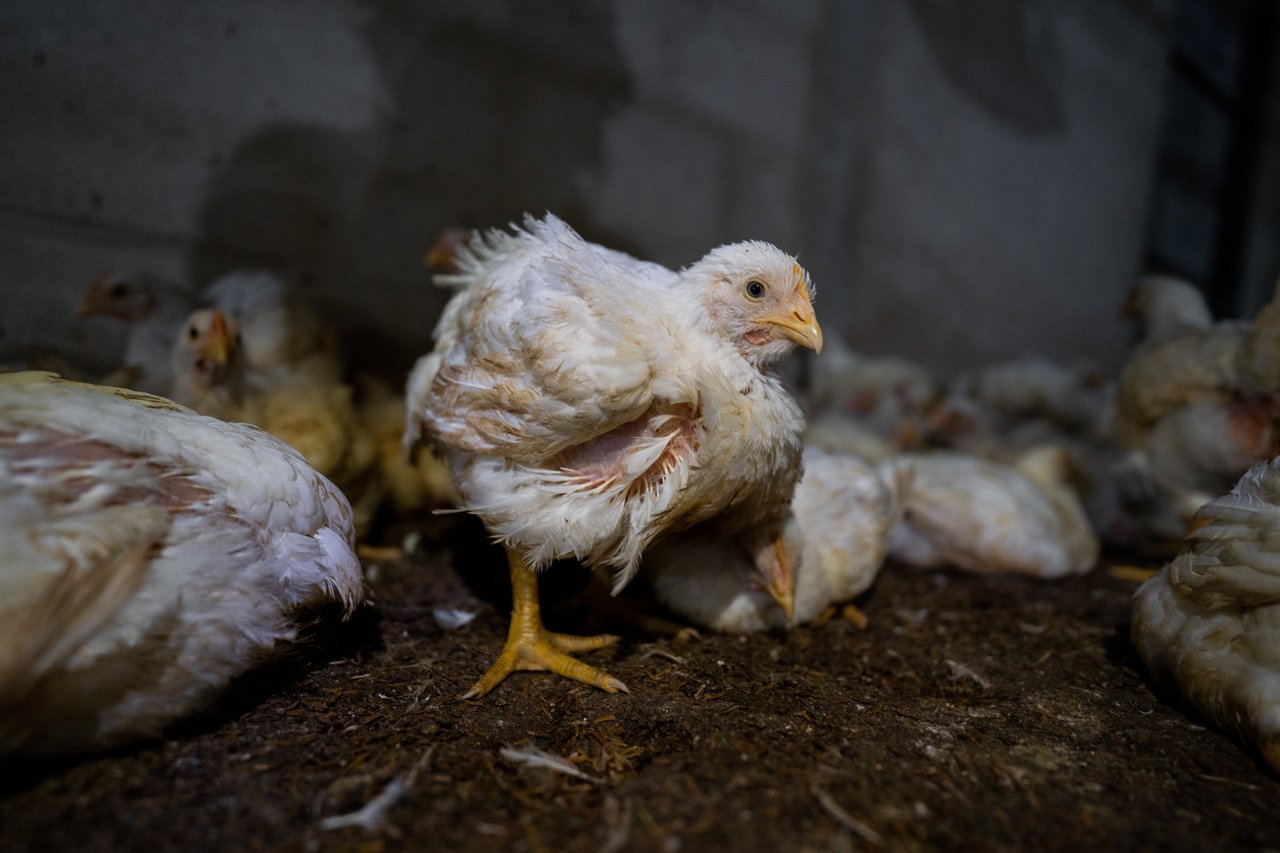 Broiler on a factory farm with limited feathers surrounded by other broilers in a similar or worse condition.