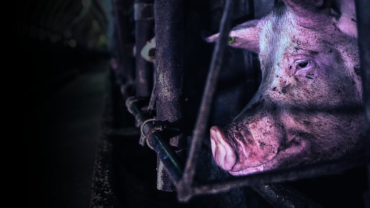 pig on factory farm