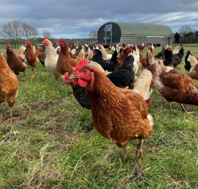 Chickens in a feel with a movable coop in the background