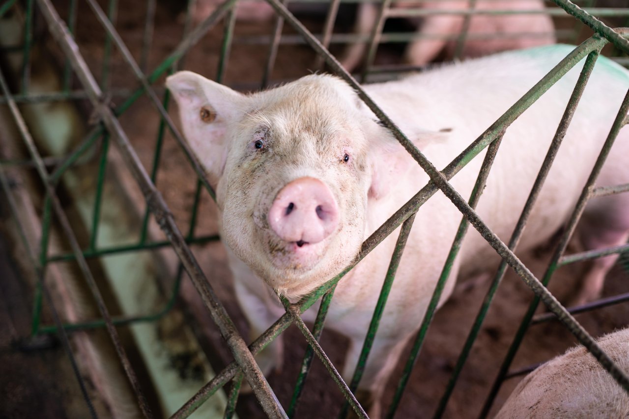 A pig is looking at the camera from within its small crate with barely enough space to turn around.