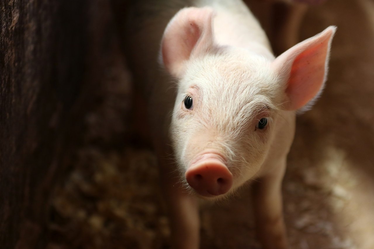 Cute piglet with soft pink skin and large ears stands on a straw-covered floor, gazing curiously at the camera in soft, natural light.