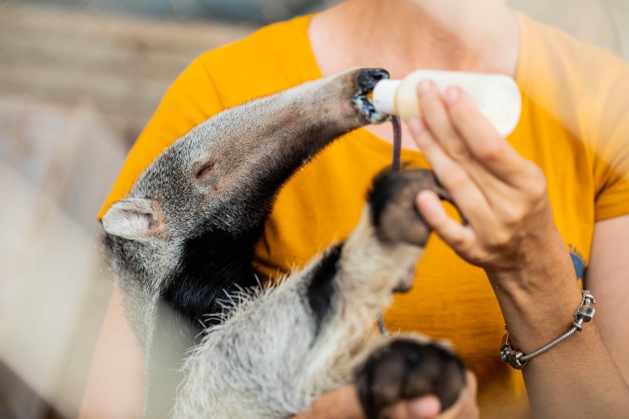 An anteater is being fed by bottle