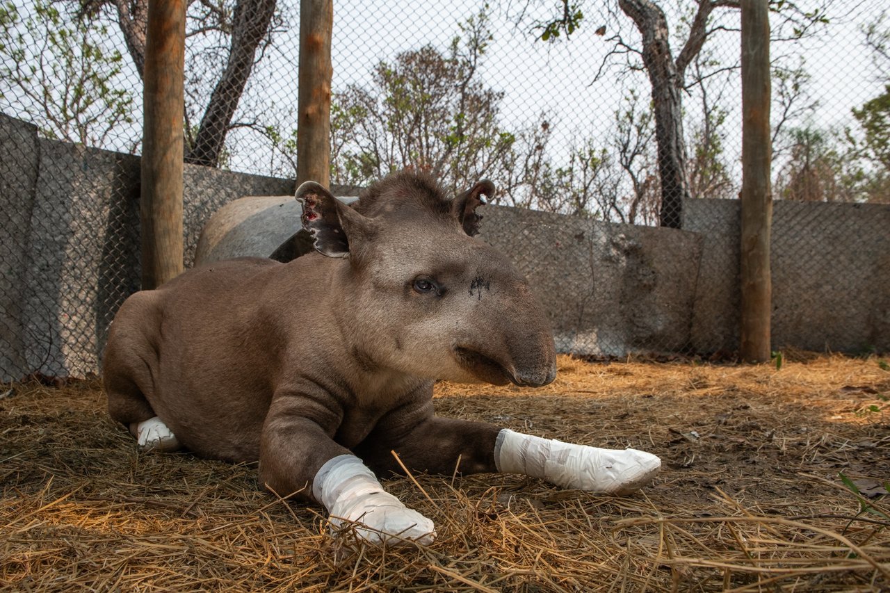 A baby tapir with bandages on its legs, resting on a soft surface in an enclosure.