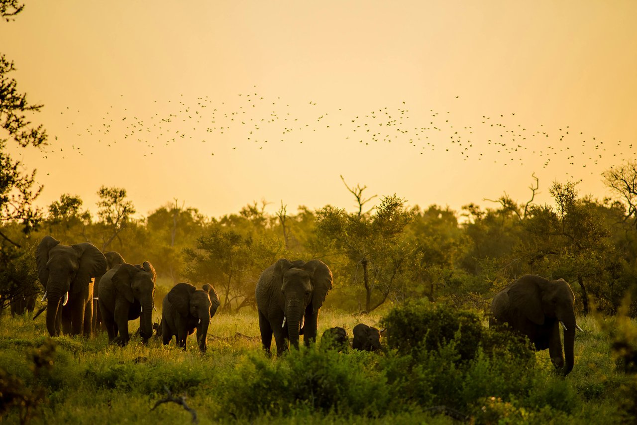 Elephants at sunset