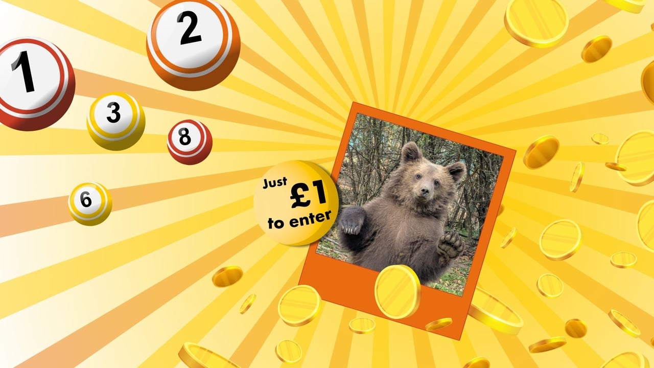 Lottery-themed image with numbered balls, a "Just £1 to enter" message, and a bear photo. Bright, cheerful design with yellow sunburst.