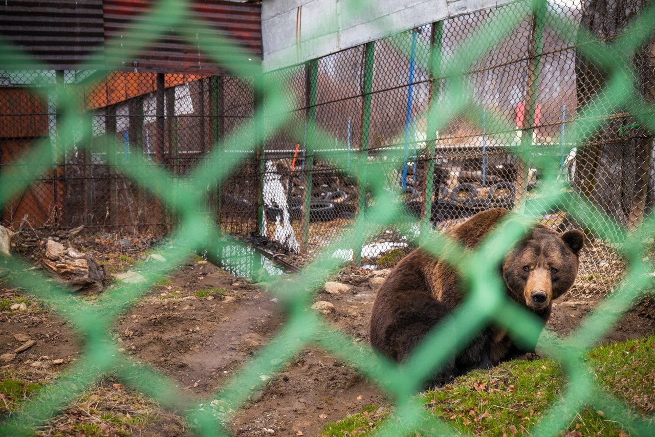 A bear is sitting behind a green fence. The bear is alone and has a sad look on its face.