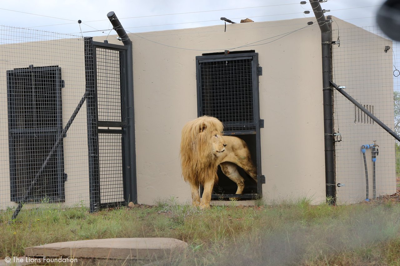 A lion is coming out of its shelter at a sanctuary