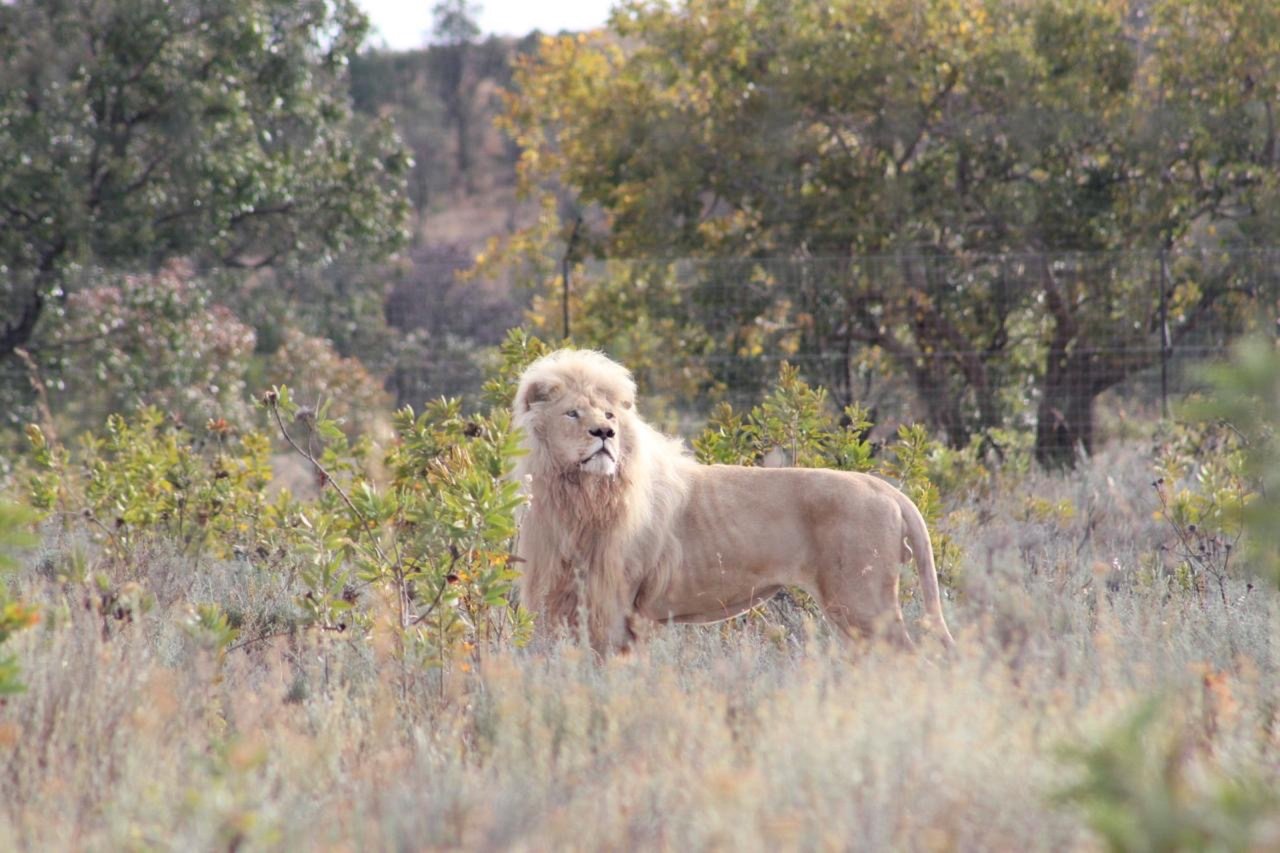 A male lion can be seen standing in long grass. There are trees in the background.