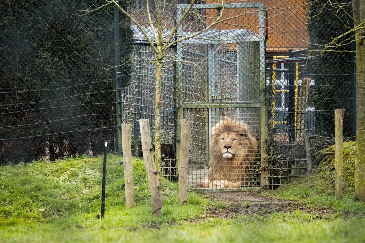 Male lion in an enclosure