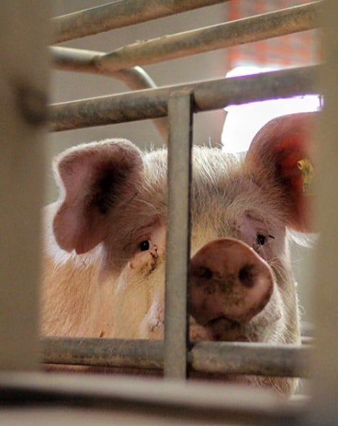 A pig on a factory farm looks from behind crate bars.