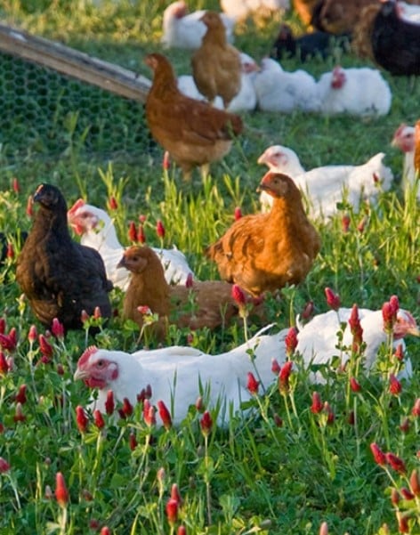 Chickens roam free in a flowered field.