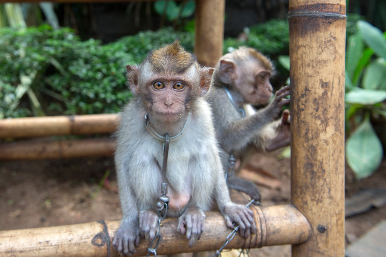 Two young monkeys are chained to a bamboo structure outdoors. One faces forward while the other looks away.