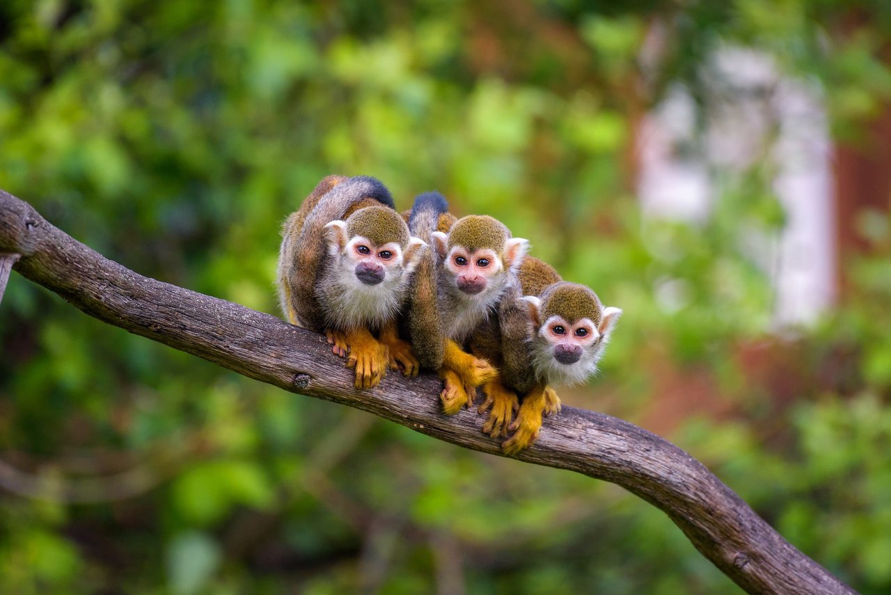 Three squirrel monkeys sitting closely together on a tree branch with a green leafy background.