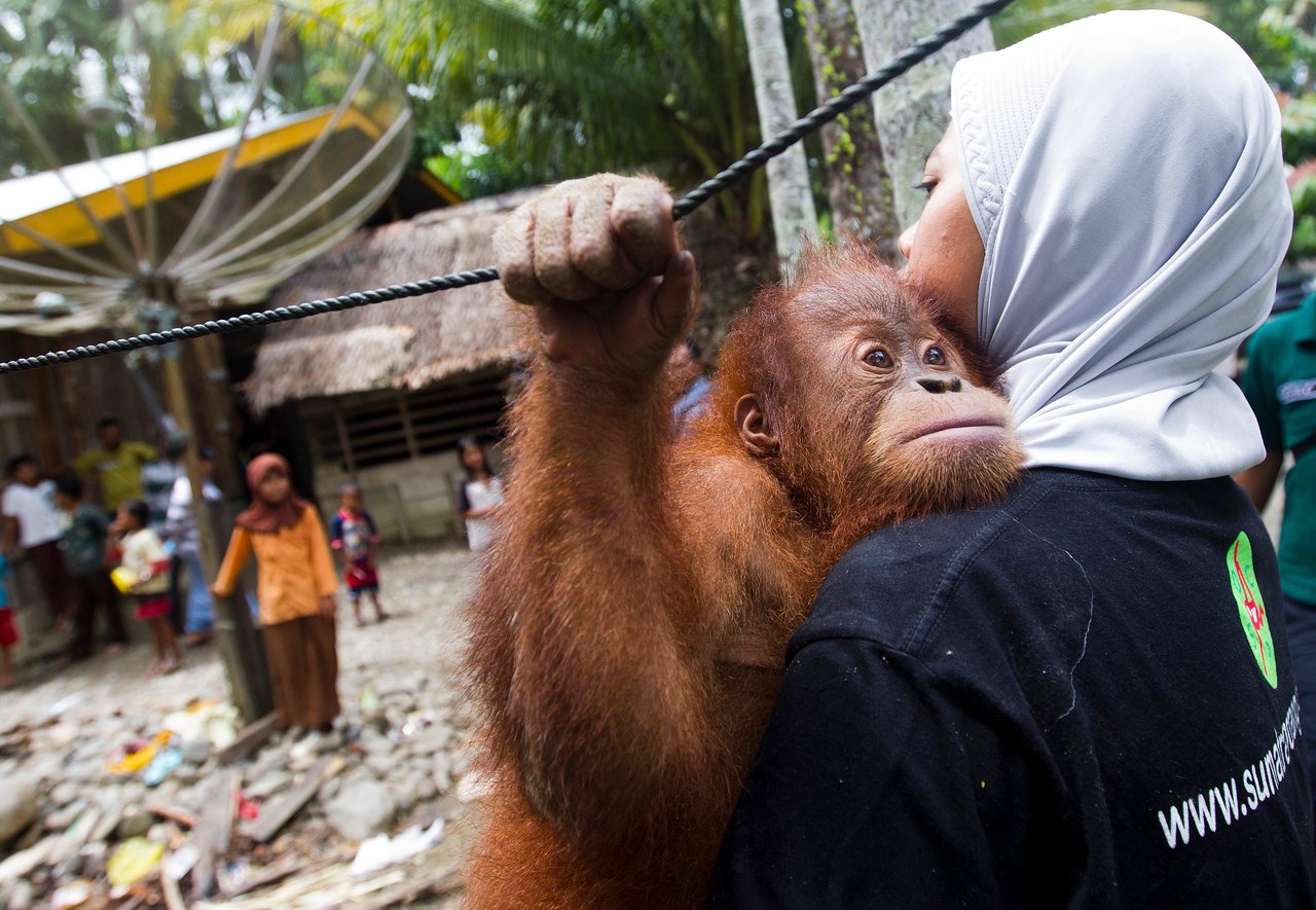 A smiling woman gently holds an orangutan on her shoulder