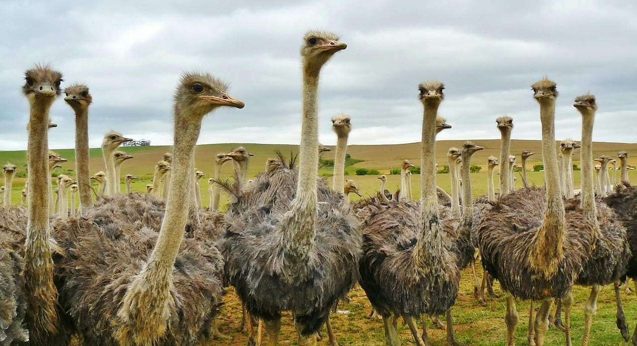 A group of ostriches in the wild, where they belong.