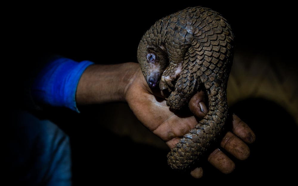 A small pangolin with textured, scaly skin is curled up in a human hand against a dark background.