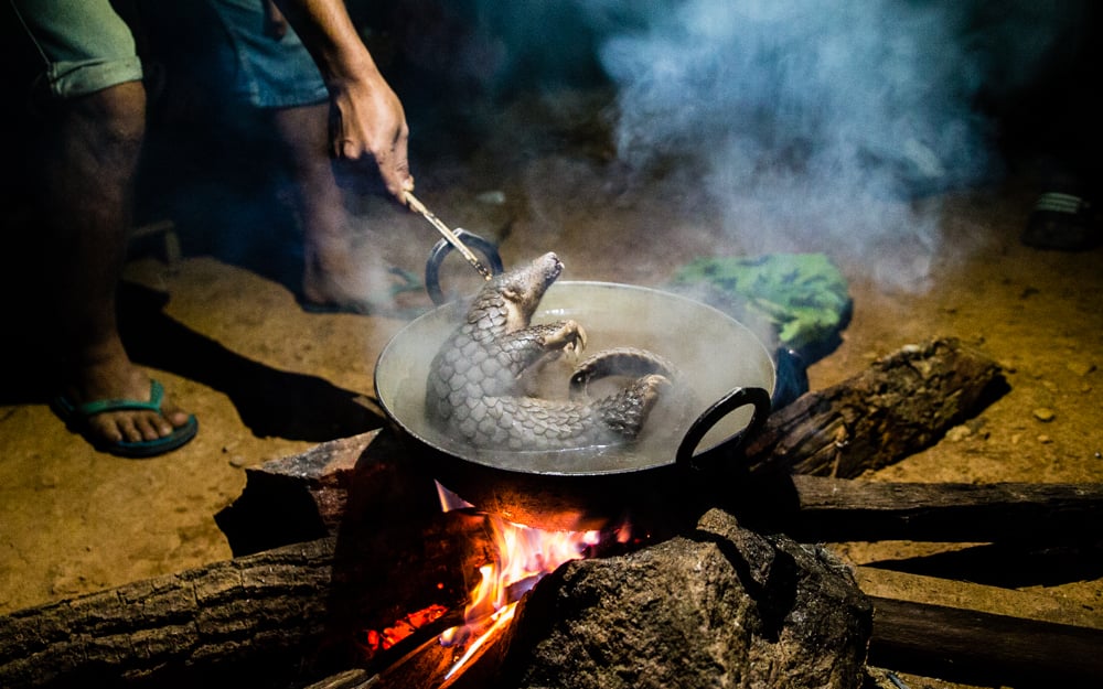 A dead pangolin is being cooked in a pan above an open campfire
