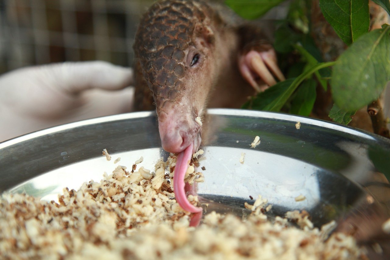 A pangolin uses its long pink tongue to eat from a metal bowl filled with food. A gloved hand and green leaves can be seen nearby.