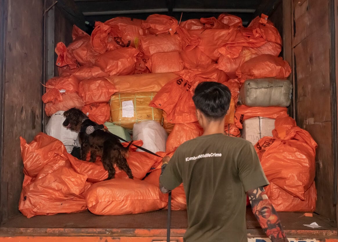 A person with a tattooed arm and a shirt hashtagged "#CombatWildlifeCrime" inspects a truck filled with orange bags. A trained dog sniffs the bags.