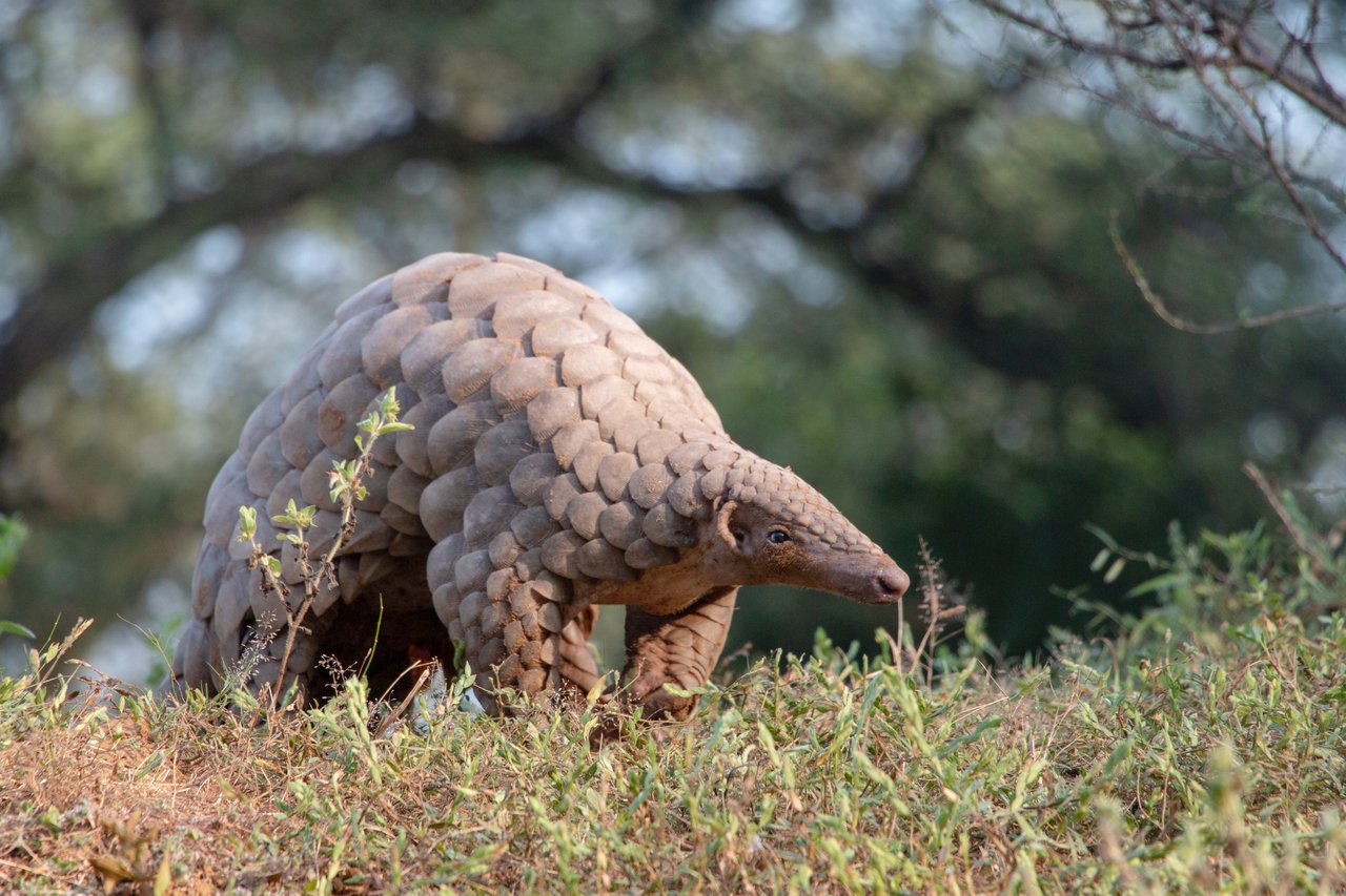 A solitary pangolin with overlapping scales walks on grassy terrain, surrounded by blurred trees in the background, conveying a peaceful, natural setting.