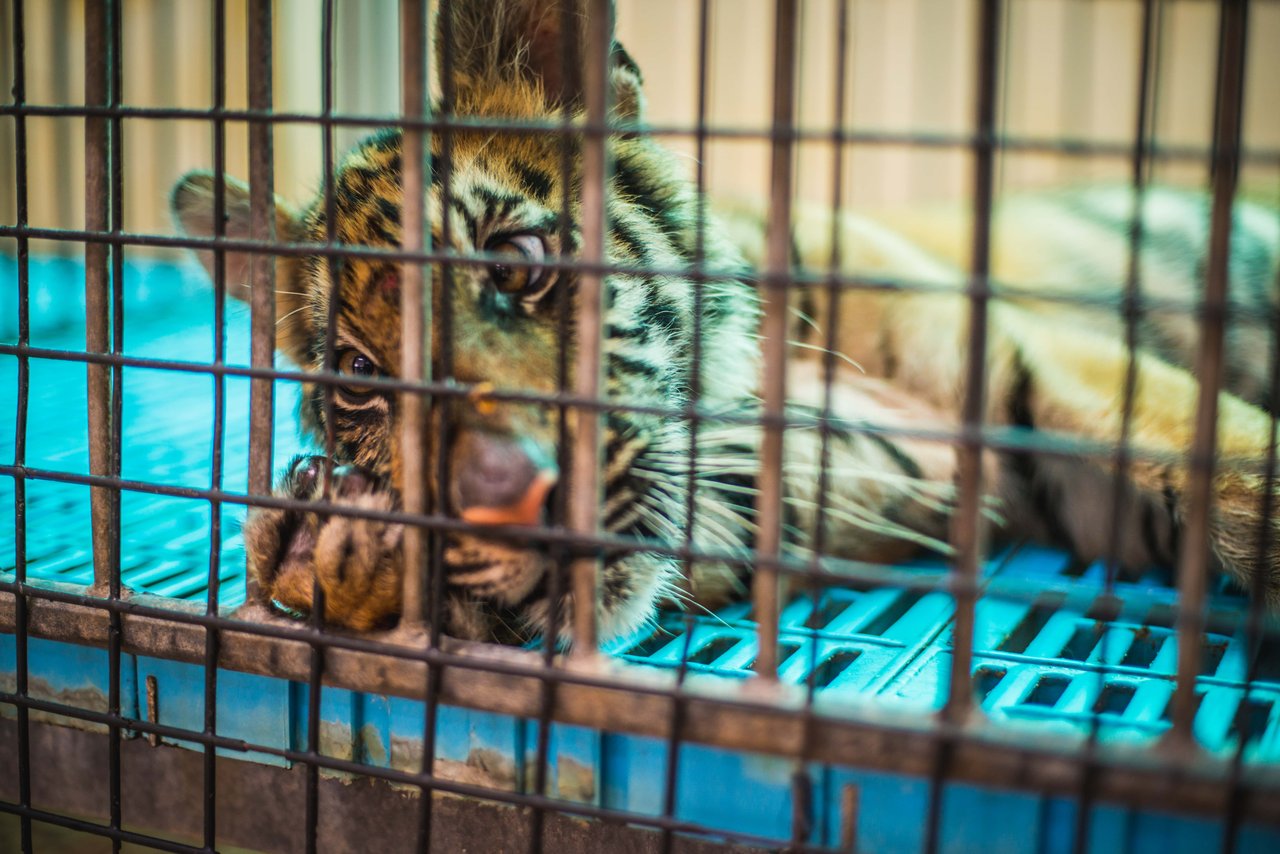 A tiger kept in a cage in an undisclosed location