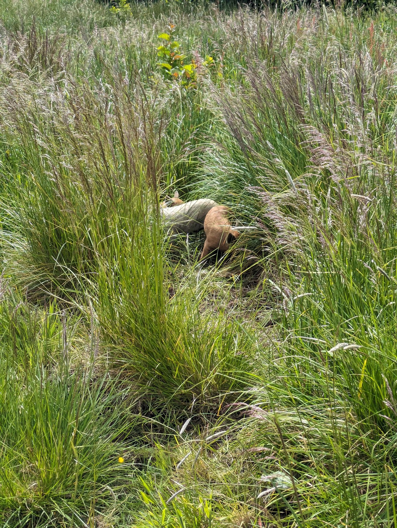 Two piglets are foraging in high grass.