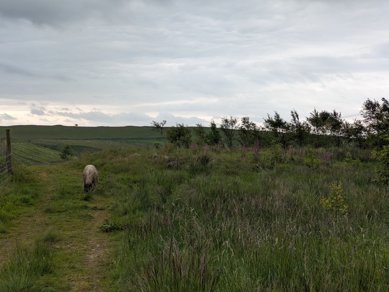 An adult pig foraging in a grassy area