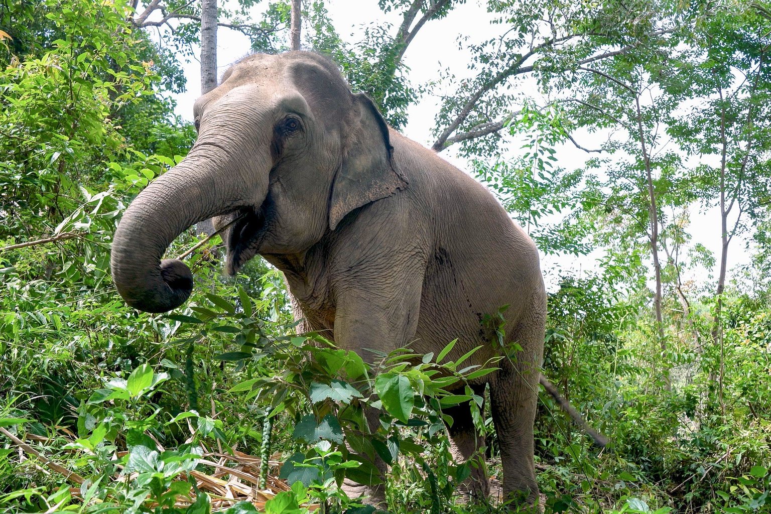 Mae Mayura the elephant