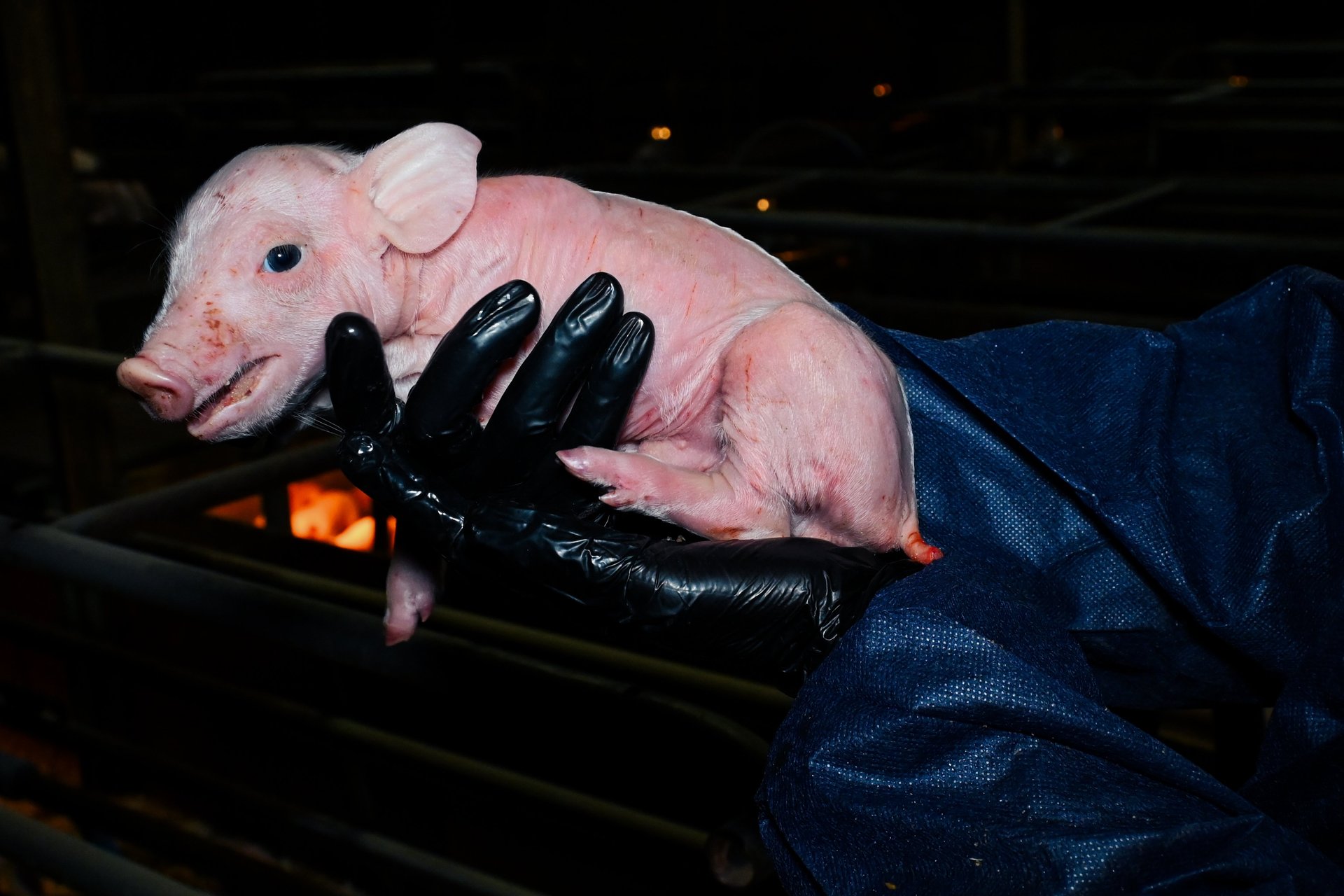 A piglet at a factory farm being carried by someone with black rubber gloves