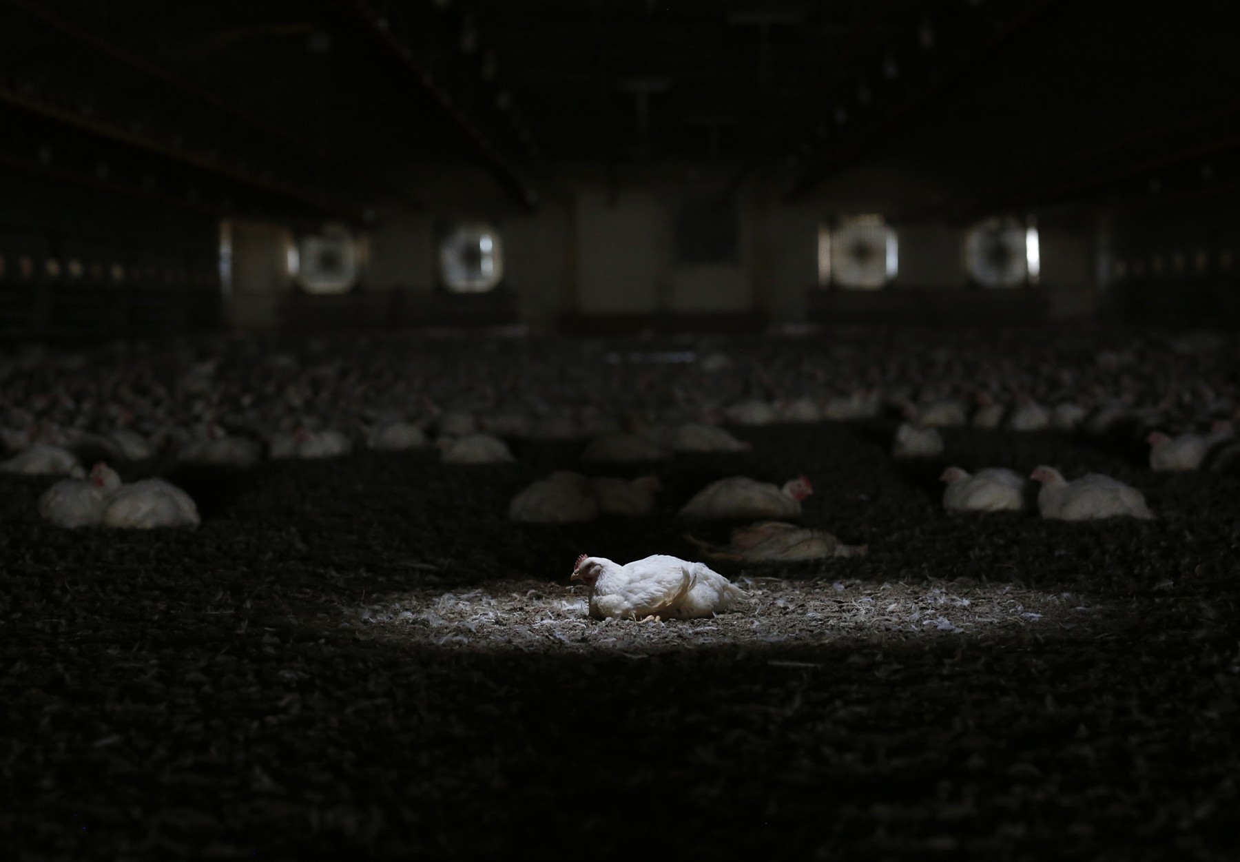 Globally, more than 72 billion chickens are slaughtered for meat each year. In the photo: A 6-week-old broiler chicken