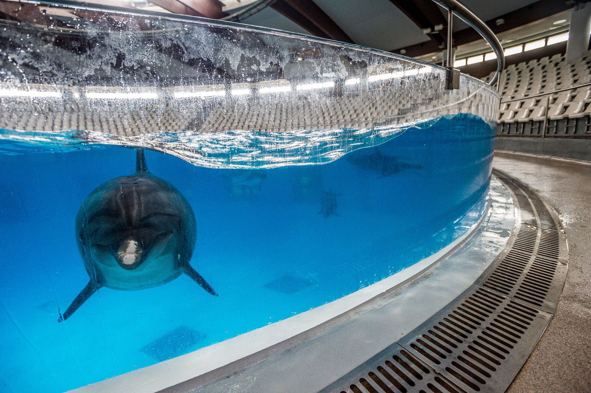 Dolphin captive in tank at entertainment venue