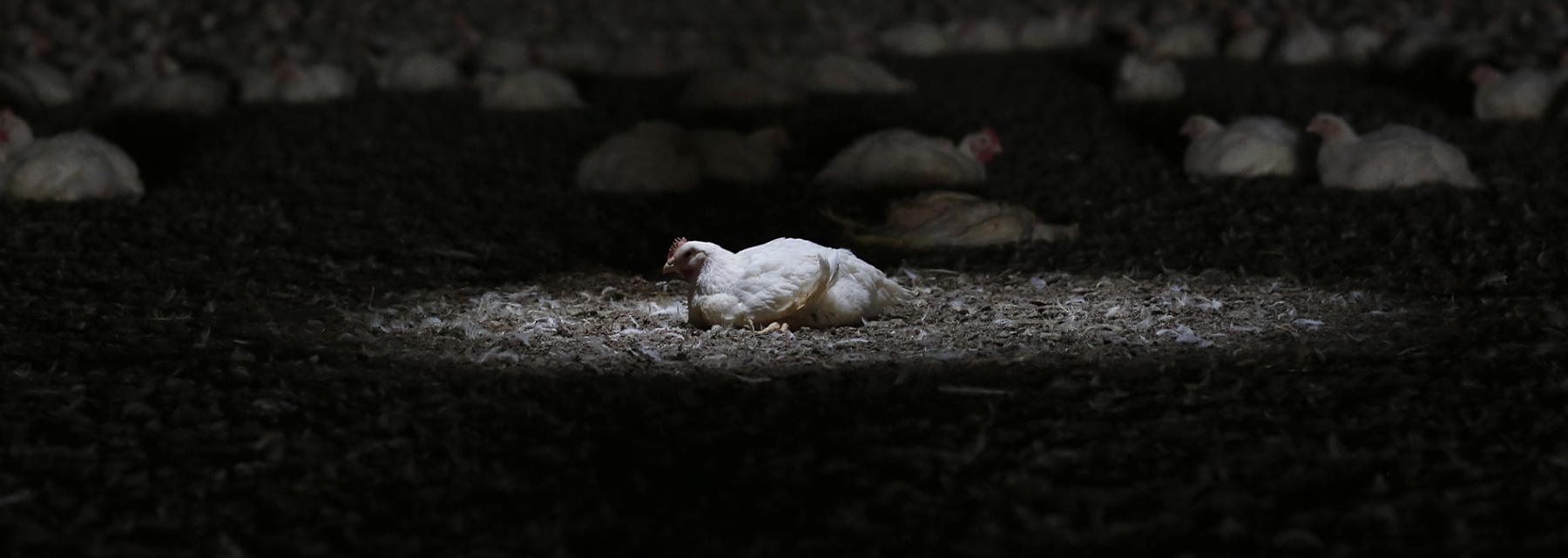 Frango sozinho, criado em um sistema industrial