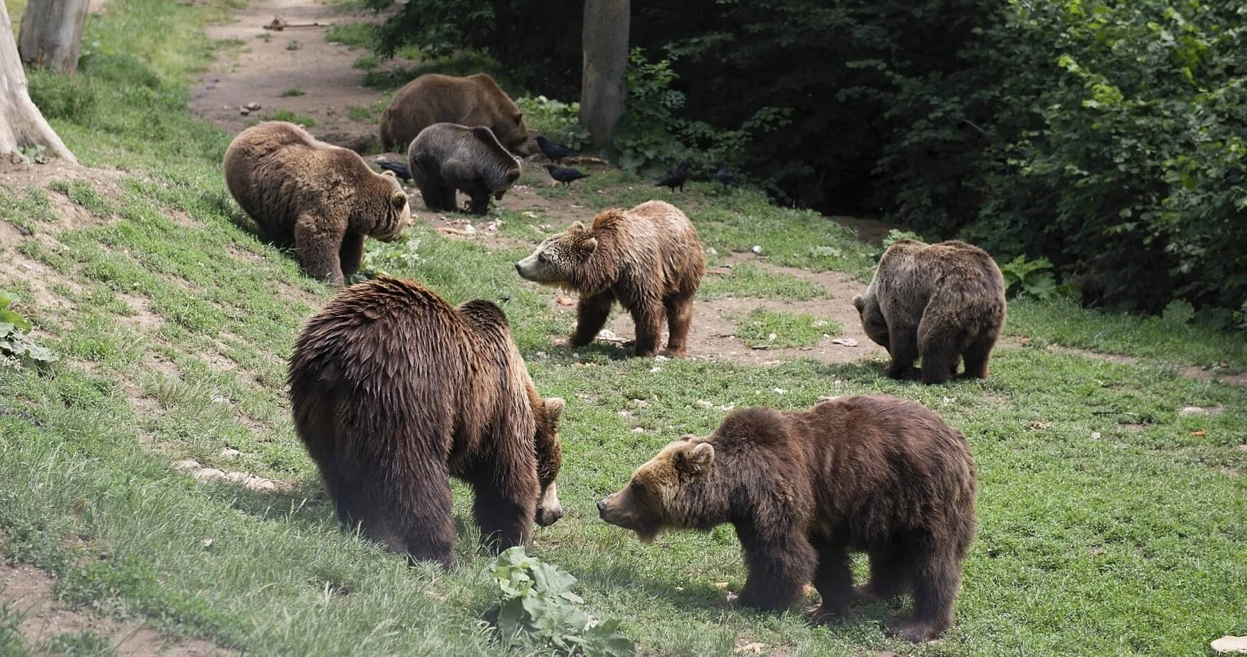 hero-Two_bears_at_Romania_bear_sanctuary