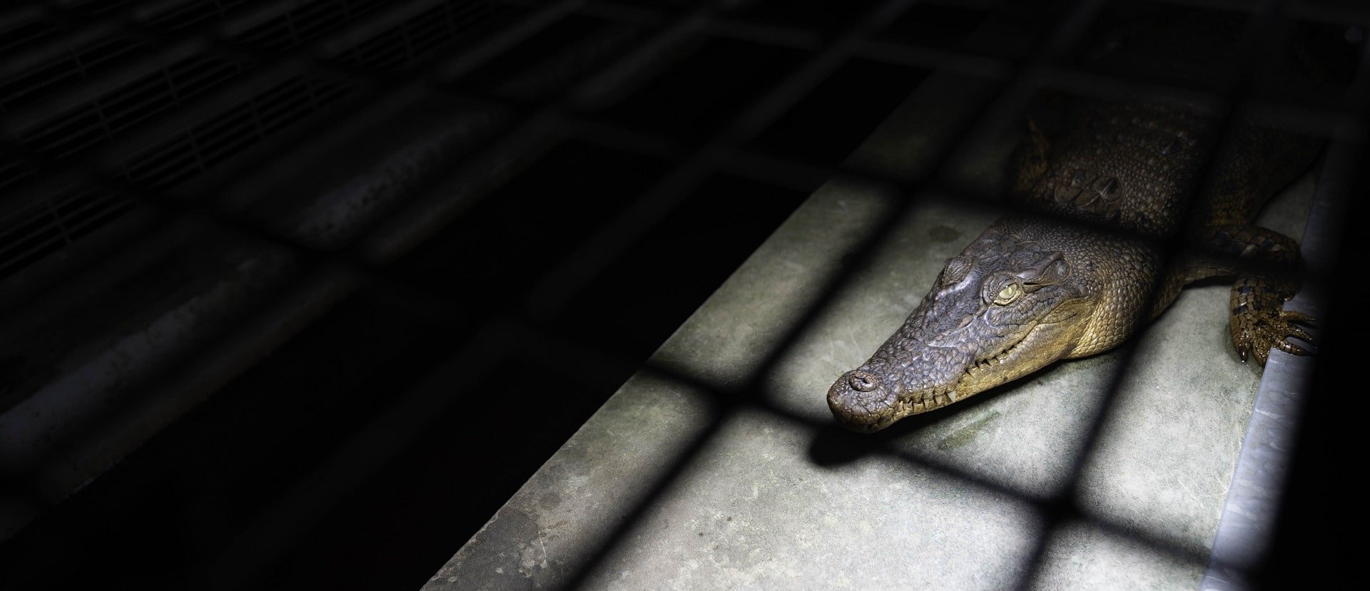 Crocodile skin farm, Australia