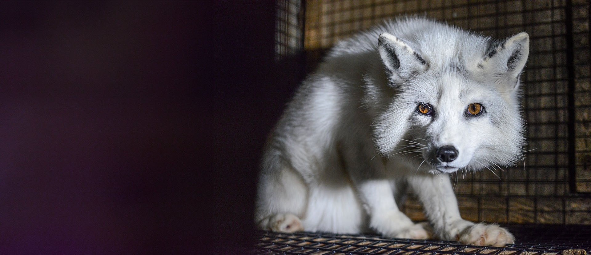 Fox on a fur farm